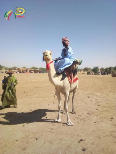 Pumasenegal-casedestout-petits -photo (9)